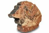 Polished, Petrified Wood (Araucarioxylon) Slab - Arizona #244081-1